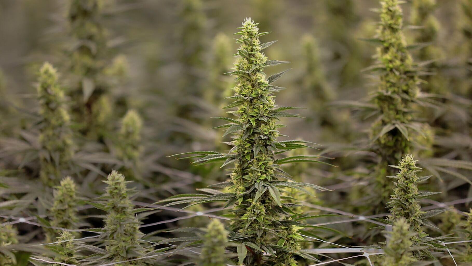 Missouri cannabis regulators announce new rules to target ‘predatory’ contracts